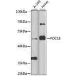 Western Blot - Anti-POC1B Antibody (A15810) - Antibodies.com