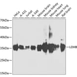 Western Blot - Anti-Lactate Dehydrogenase B/LDH-B Antibody (A15812) - Antibodies.com