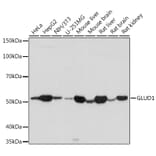 Western Blot - Anti-GLUD1 Antibody (A15814) - Antibodies.com