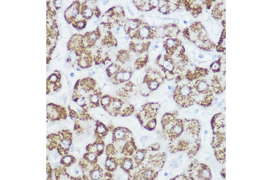 Immunohistochemistry - Anti-GLUD1 Antibody (A15814) - Antibodies.com