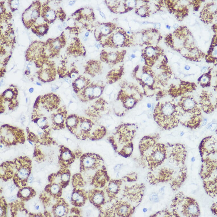 Immunohistochemistry - Anti-GLUD1 Antibody (A15814) - Antibodies.com