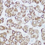 Immunohistochemistry - Anti-GLUD1 Antibody (A15814) - Antibodies.com
