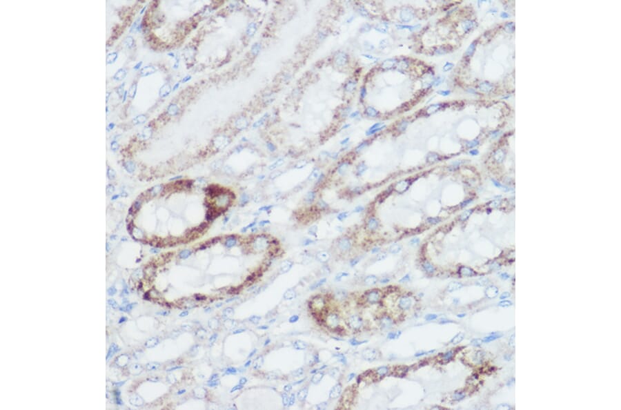 Immunohistochemistry - Anti-GLUD1 Antibody (A15814) - Antibodies.com