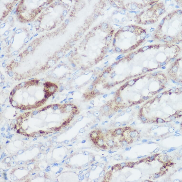 Immunohistochemistry - Anti-GLUD1 Antibody (A15814) - Antibodies.com