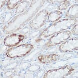 Immunohistochemistry - Anti-GLUD1 Antibody (A15814) - Antibodies.com