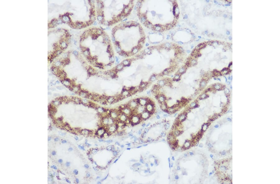 Immunohistochemistry - Anti-GLUD1 Antibody (A15814) - Antibodies.com