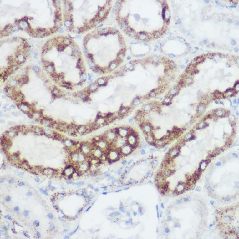 Immunohistochemistry - Anti-GLUD1 Antibody (A15814) - Antibodies.com