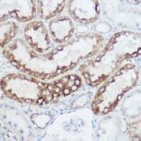 Immunohistochemistry - Anti-GLUD1 Antibody (A15814) - Antibodies.com