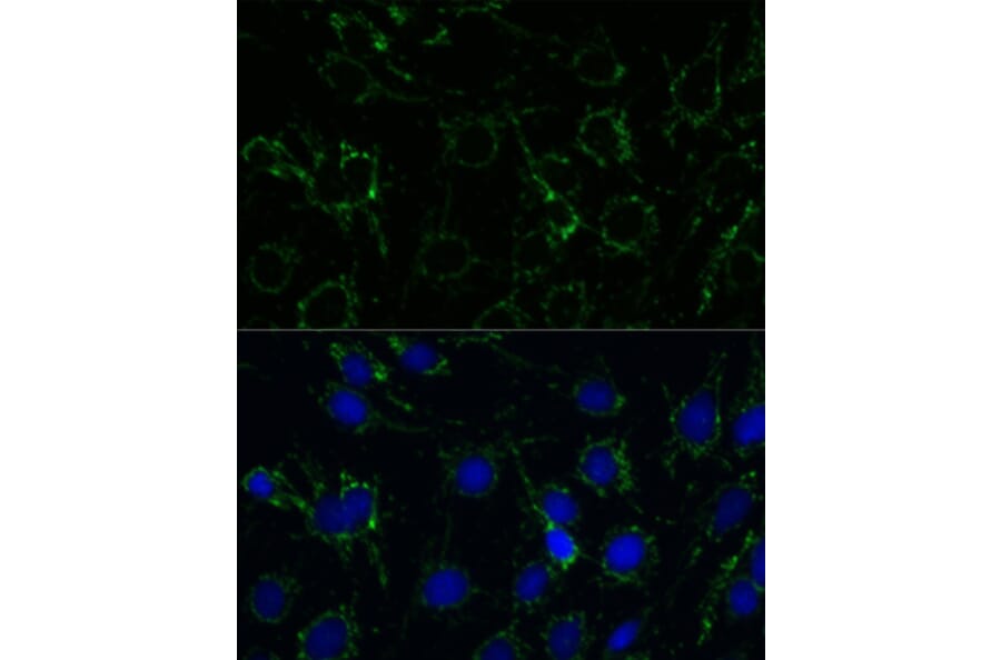 Immunofluorescence - Anti-GLUD1 Antibody (A15814) - Antibodies.com