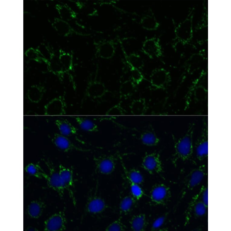Immunofluorescence - Anti-GLUD1 Antibody (A15814) - Antibodies.com