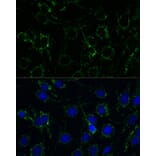 Immunofluorescence - Anti-GLUD1 Antibody (A15814) - Antibodies.com