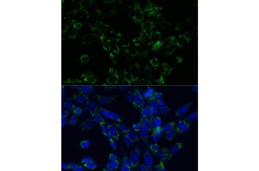 Immunofluorescence - Anti-GLUD1 Antibody (A15814) - Antibodies.com