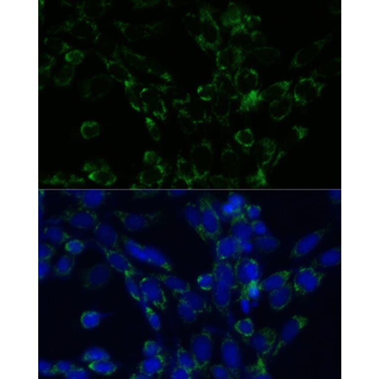 Immunofluorescence - Anti-GLUD1 Antibody (A15814) - Antibodies.com