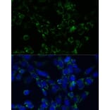 Immunofluorescence - Anti-GLUD1 Antibody (A15814) - Antibodies.com