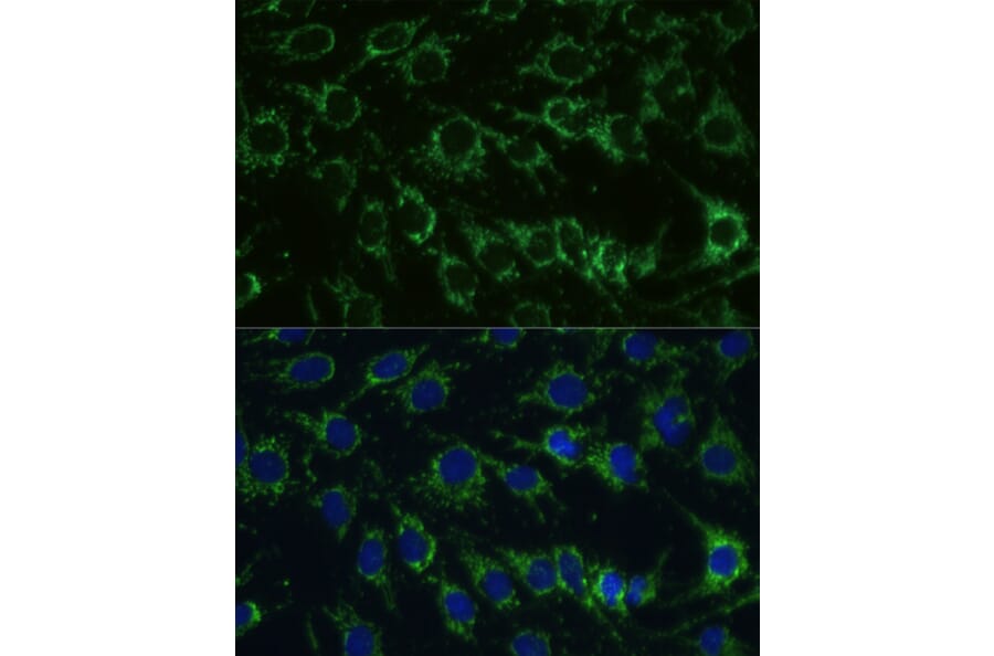 Immunofluorescence - Anti-GLUD1 Antibody (A15814) - Antibodies.com