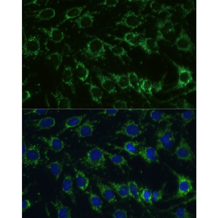 Immunofluorescence - Anti-GLUD1 Antibody (A15814) - Antibodies.com
