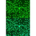 Immunofluorescence - Anti-CCNA2 Antibody (A15815) - Antibodies.com