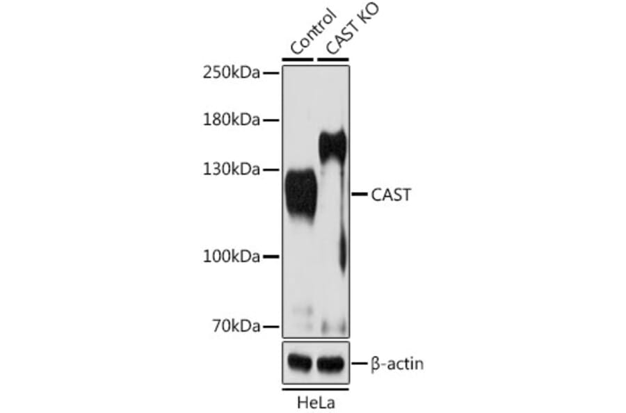 Western Blot - Anti-Calpastatin Antibody (A15816) - Antibodies.com