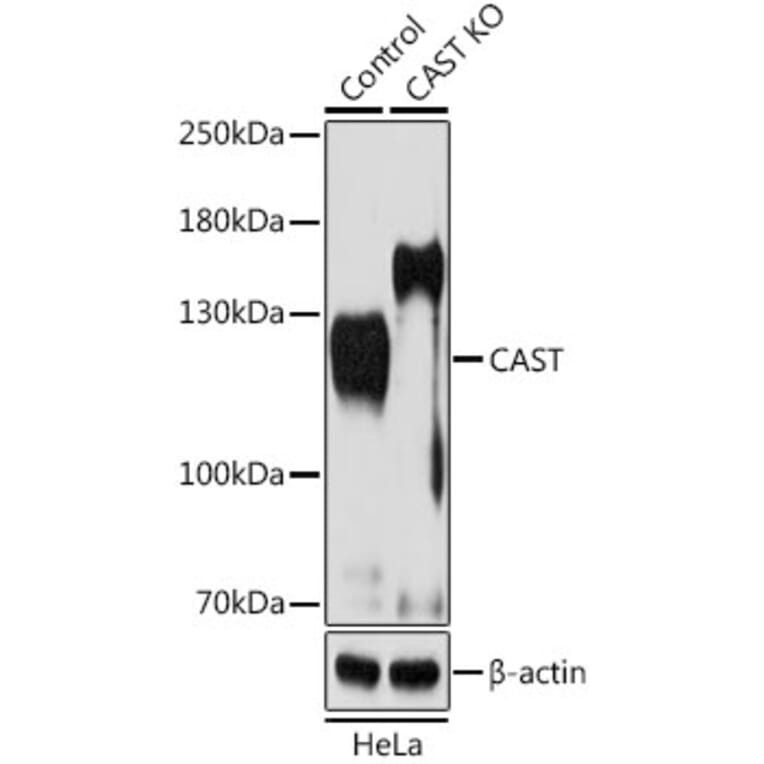 Western Blot - Anti-Calpastatin Antibody (A15816) - Antibodies.com