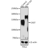 Western Blot - Anti-Calpastatin Antibody (A15816) - Antibodies.com