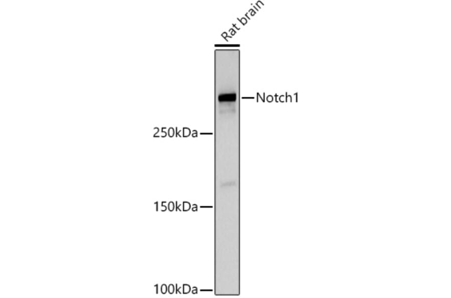 Western Blot - Anti-Notch1 Antibody (A15817) - Antibodies.com