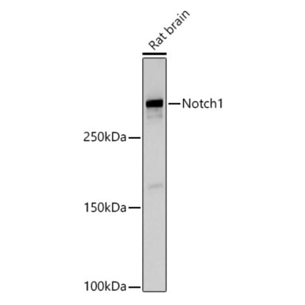 Western Blot - Anti-Notch1 Antibody (A15817) - Antibodies.com