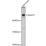 Western Blot - Anti-Notch1 Antibody (A15817) - Antibodies.com