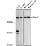 Western Blot - Anti-Notch1 Antibody (A15817) - Antibodies.com