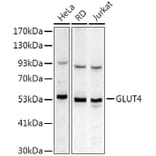 Western Blot - Anti-Glucose Transporter GLUT4 Antibody (A15818) - Antibodies.com