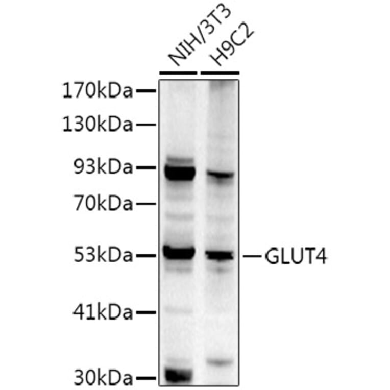 Western Blot - Anti-Glucose Transporter GLUT4 Antibody (A15818) - Antibodies.com