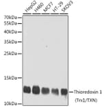 Western Blot - Anti-Thioredoxin/TRX Antibody (A15819) - Antibodies.com