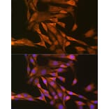 Immunofluorescence - Anti-Thioredoxin/TRX Antibody (A15819) - Antibodies.com