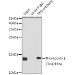 Western Blot - Anti-Thioredoxin/TRX Antibody (A15819) - Antibodies.com