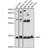 Western Blot - Anti-ARF4 Antibody (A15821) - Antibodies.com