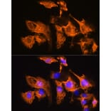 Immunofluorescence - Anti-ARF4 Antibody (A15821) - Antibodies.com