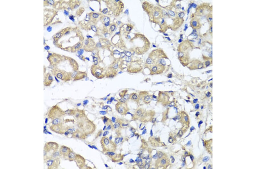 Immunohistochemistry - Anti-BCS1L Antibody (A15822) - Antibodies.com
