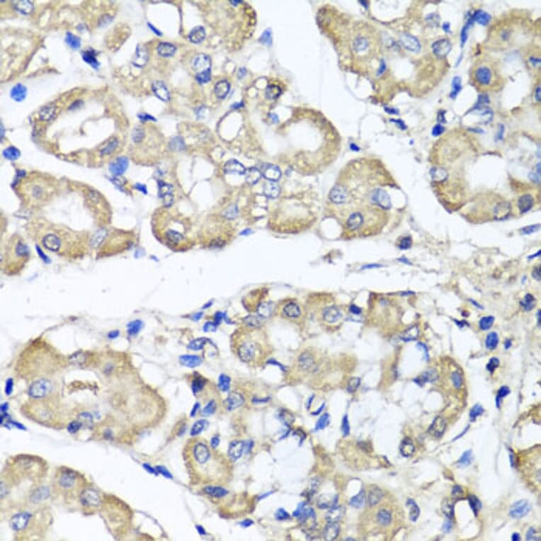 Immunohistochemistry - Anti-BCS1L Antibody (A15822) - Antibodies.com