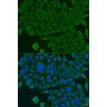 Immunofluorescence - Anti-BCS1L Antibody (A15822) - Antibodies.com