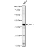 Western Blot - Anti-YKL-39 Antibody (A15825) - Antibodies.com