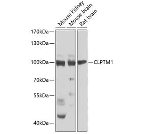 Western Blot - Anti-CLPTM1 Antibody (A15826) - Antibodies.com