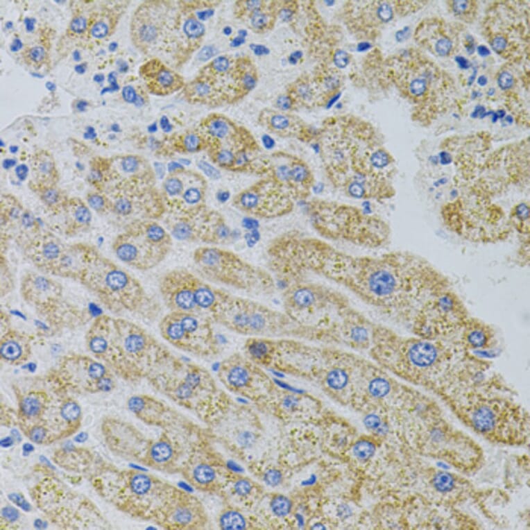 Immunohistochemistry - Anti-CRHR2 Antibody (A7659) - Antibodies.com