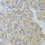 Immunohistochemistry - Anti-CRHR2 Antibody (A7659) - Antibodies.com