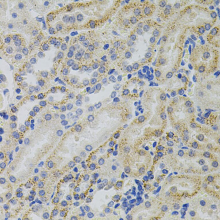 Immunohistochemistry - Anti-CRHR2 Antibody (A7659) - Antibodies.com