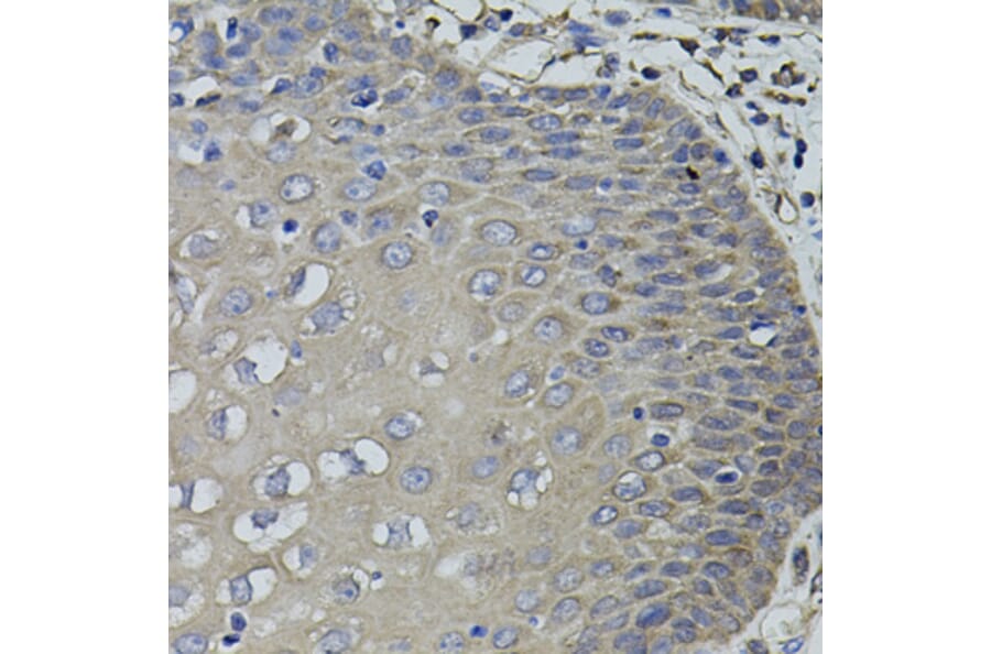 Immunohistochemistry - Anti-ACE Antibody (A7665) - Antibodies.com
