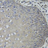 Immunohistochemistry - Anti-ACE Antibody (A7665) - Antibodies.com