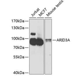 Western Blot - Anti-ARID3A Antibody (A15831) - Antibodies.com