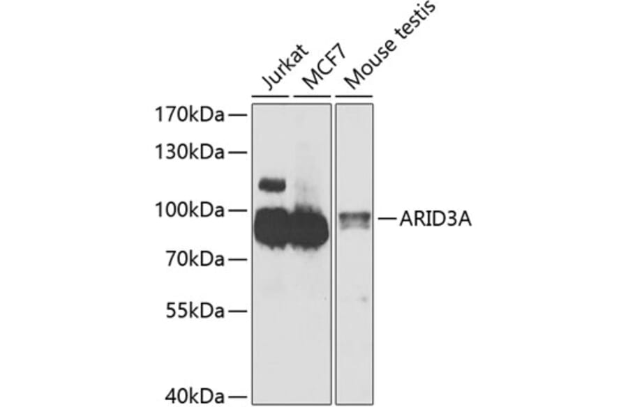 Western Blot - Anti-ARID3A Antibody (A15831) - Antibodies.com