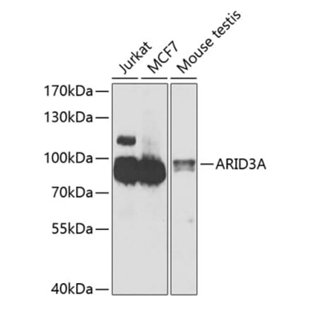 Western Blot - Anti-ARID3A Antibody (A15831) - Antibodies.com