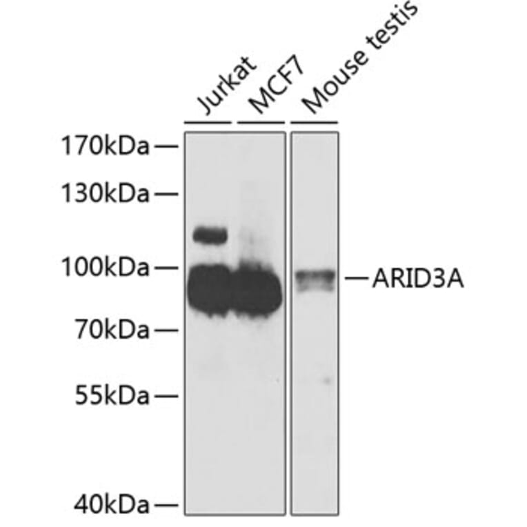 Western Blot - Anti-ARID3A Antibody (A15831) - Antibodies.com