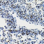 Immunohistochemistry - Anti-ARID3A Antibody (A15831) - Antibodies.com